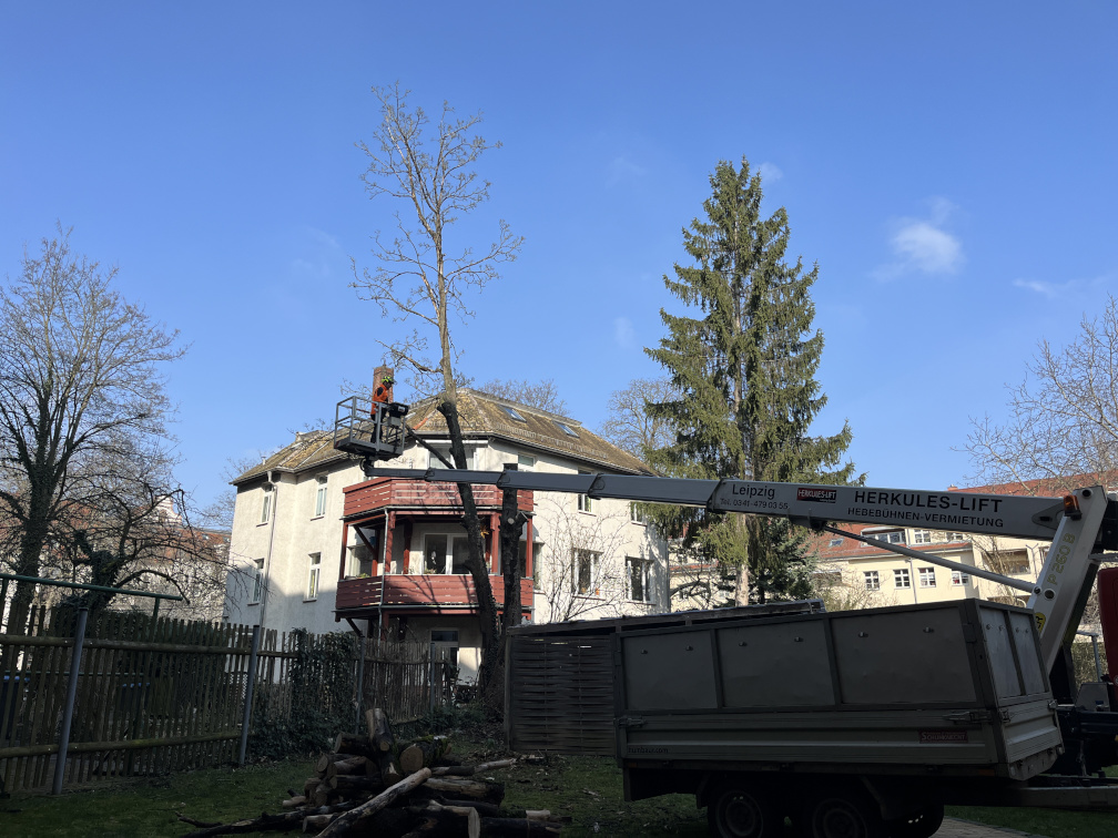 Ahornfällung in Leipzig/Reudnitz