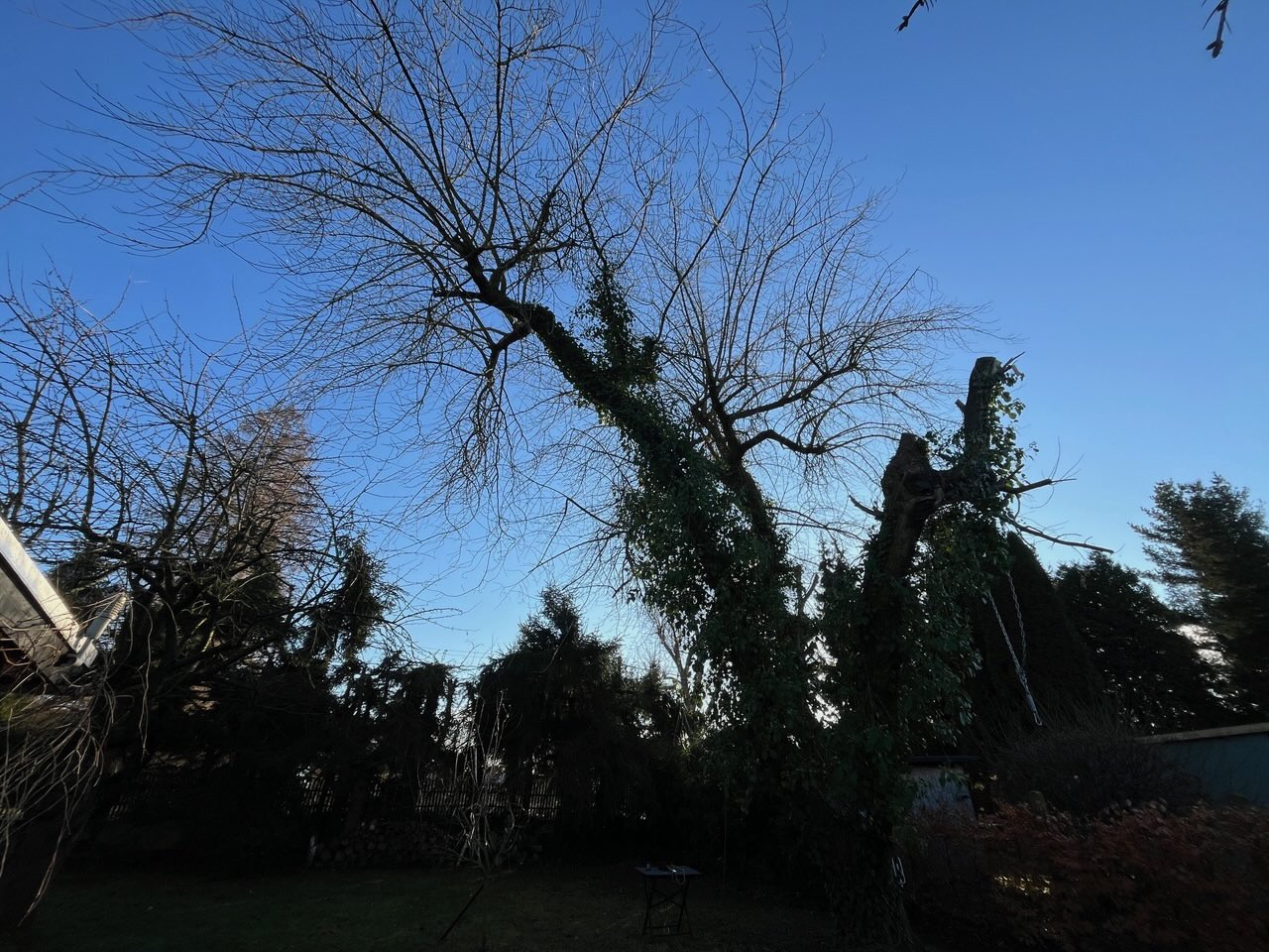 Baumfällung eines Eschenahorn in Leipzig