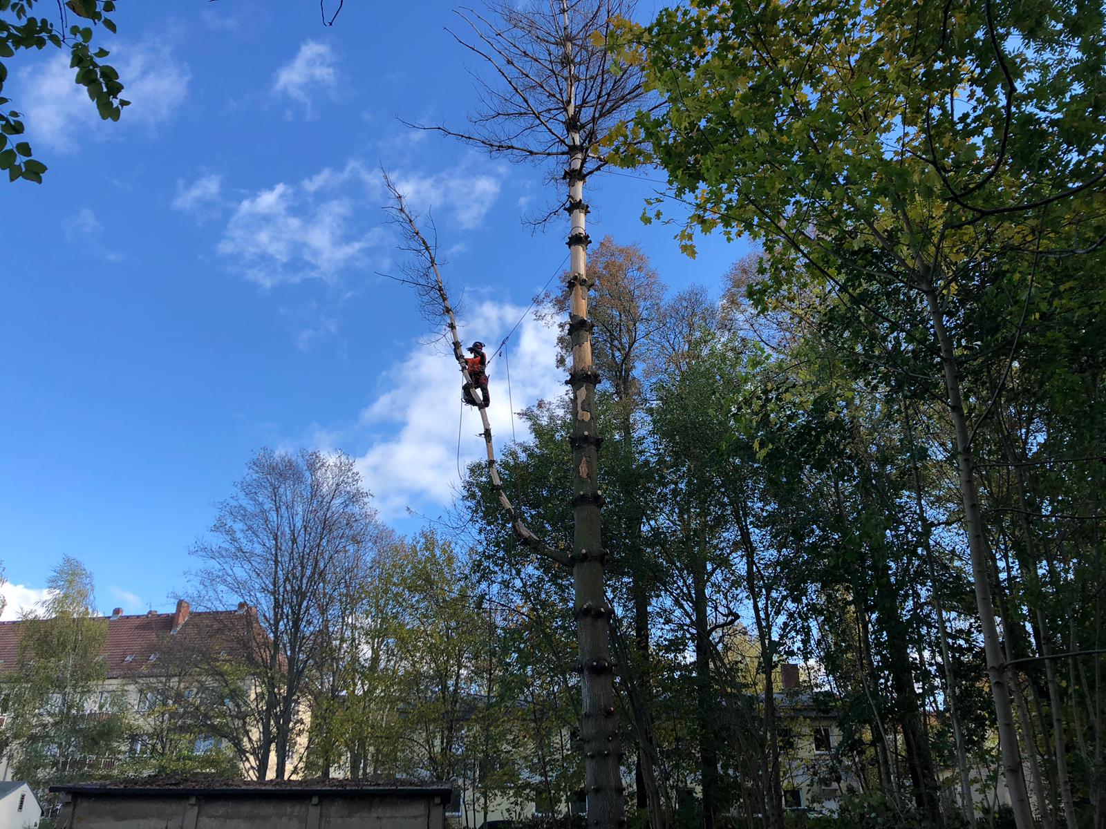 Baumfällung Baumfällung