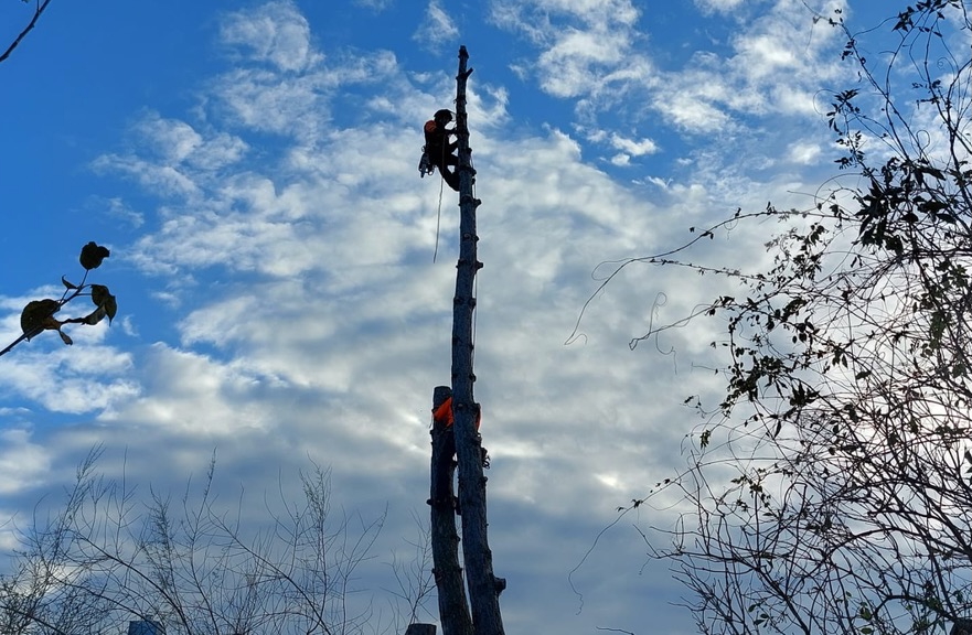 Baumfällung einer Schwarzkiefer in Taucha/Leipzig