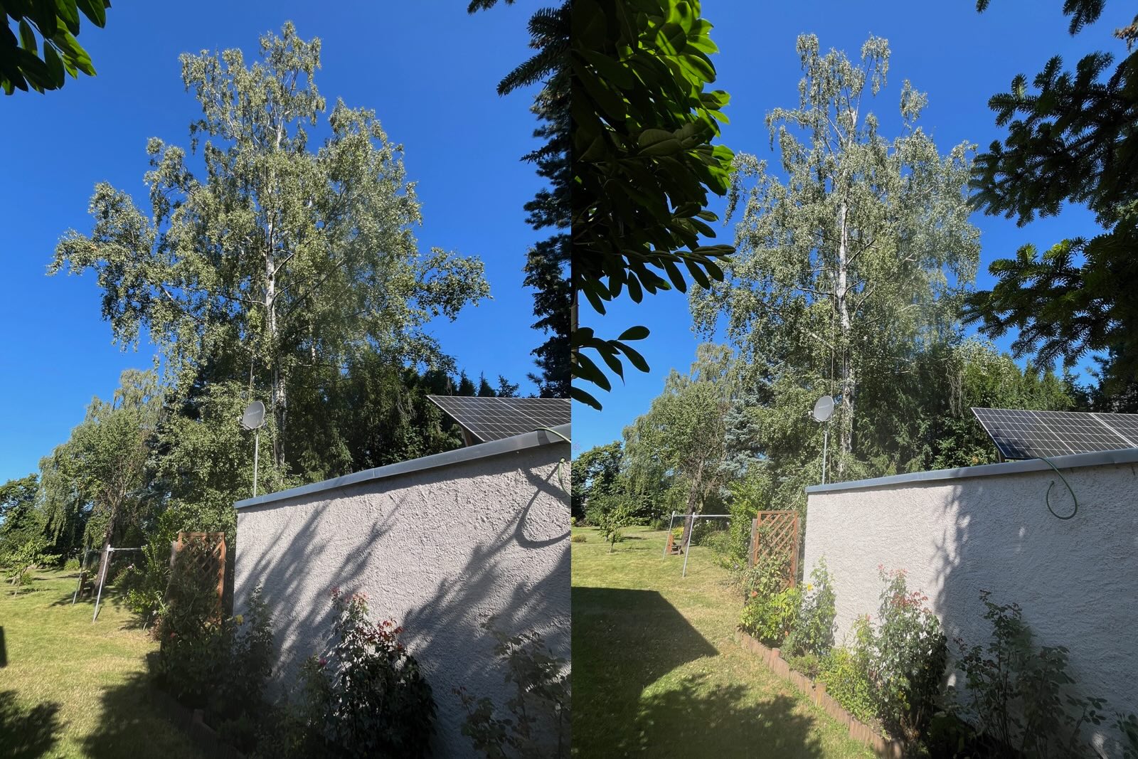 Baumpflege einer Birke in Leipzig Baalsdorf