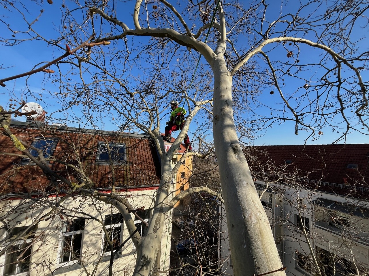 Baumpflege einer Platane in Leipzig 