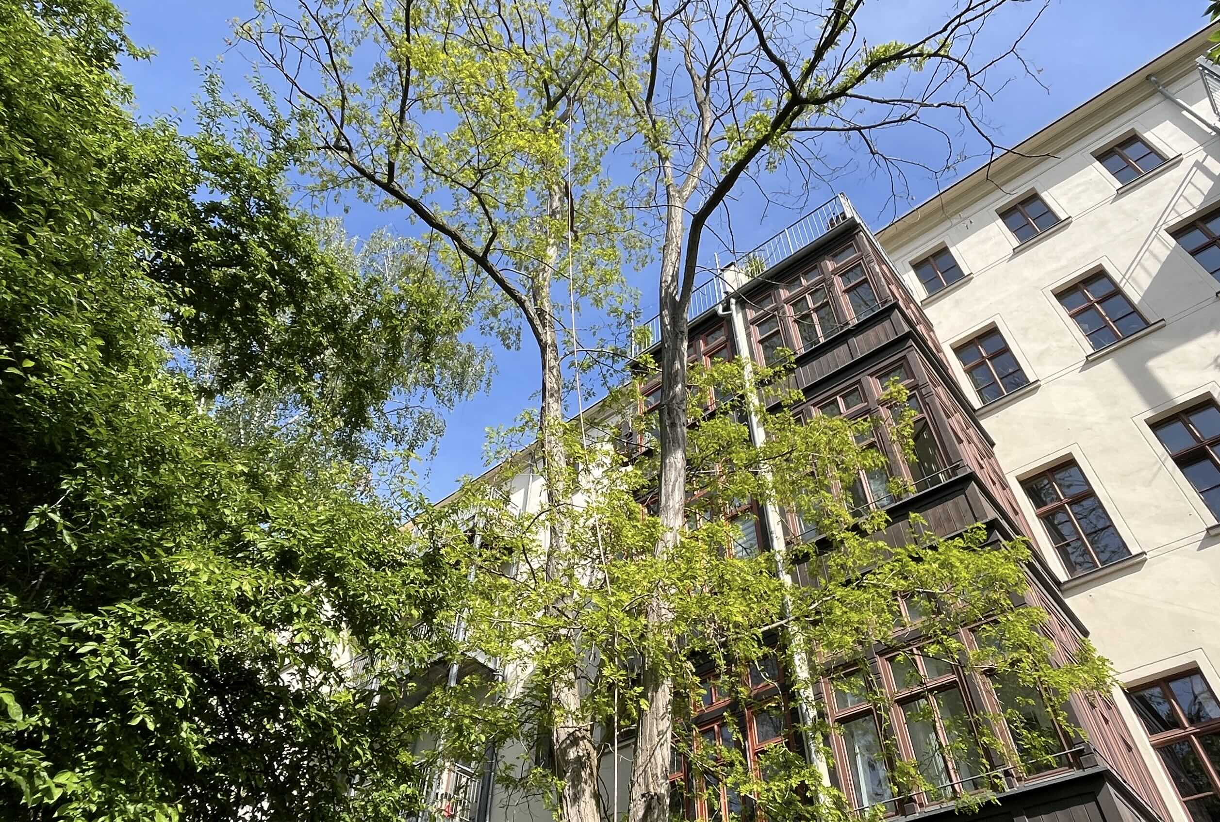 Baumpflege einer Robinie in Leipzig