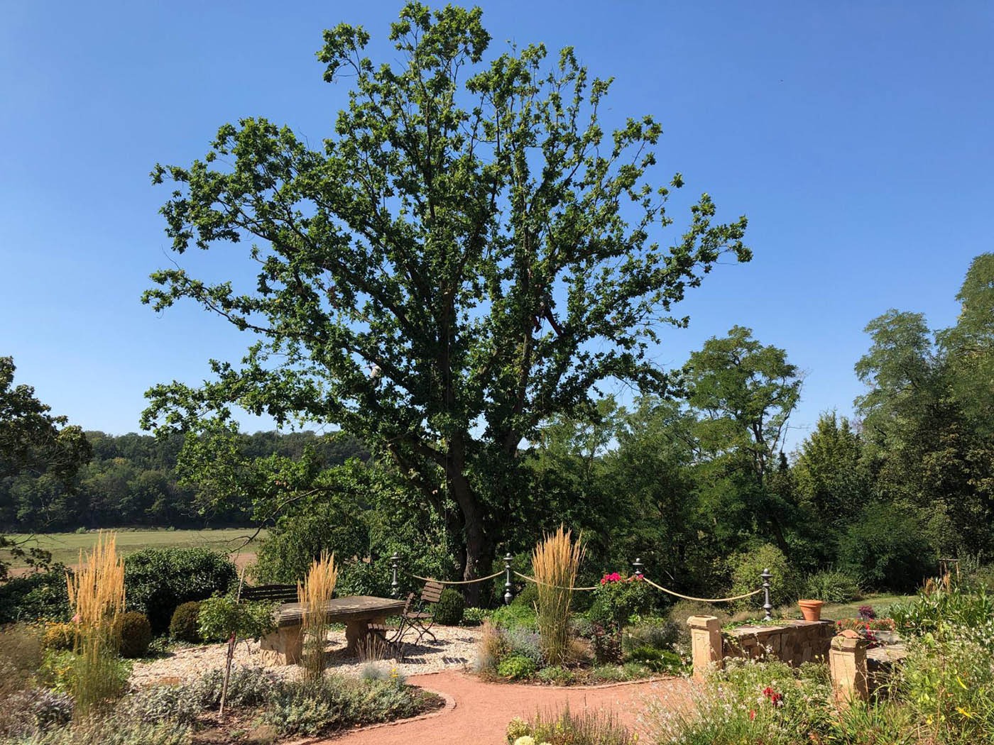 Beratung rund um die Baumpflege