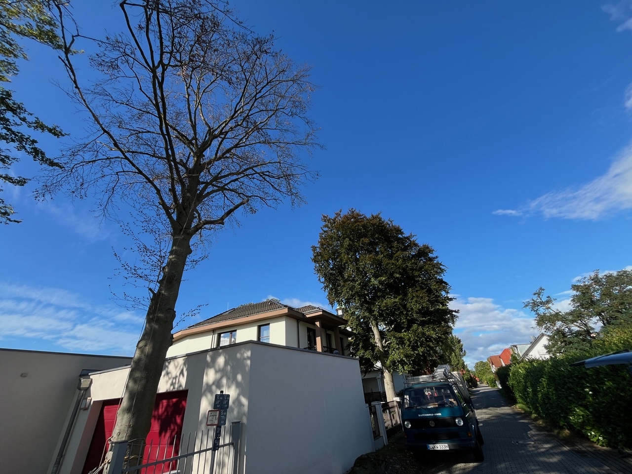 Fällung einer abgestorbenen Buche in Leipzig