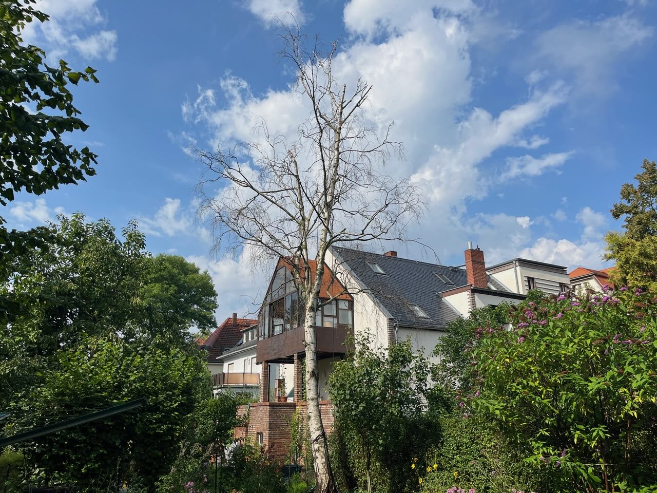 Fällung einer abgestorbenen Birke in Leipzig/Stötteritz