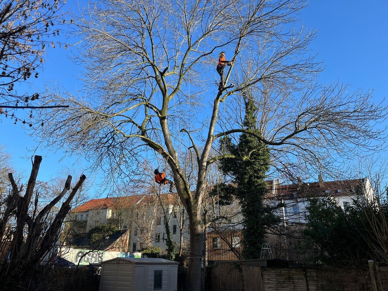 Fällung einer Esche in Leipzig Connewitz
