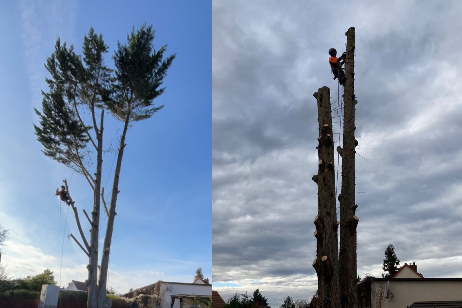 Fällung eines Lebensbaumes in Leipzig