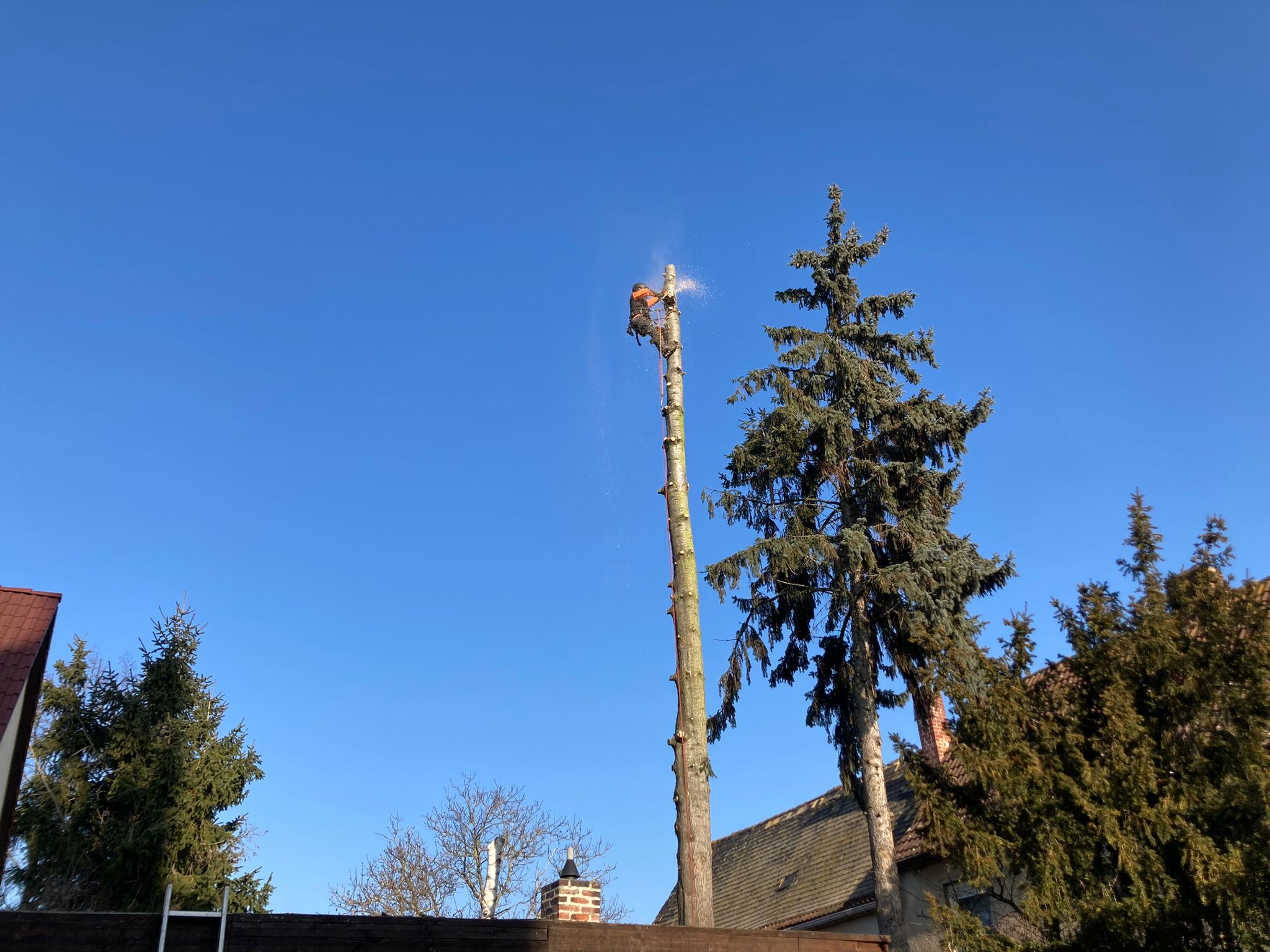 Fichtenfällung in Leipzig