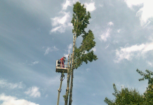 Baumfällung mittels Hebebühne Baumfällung mittels Hebebühne