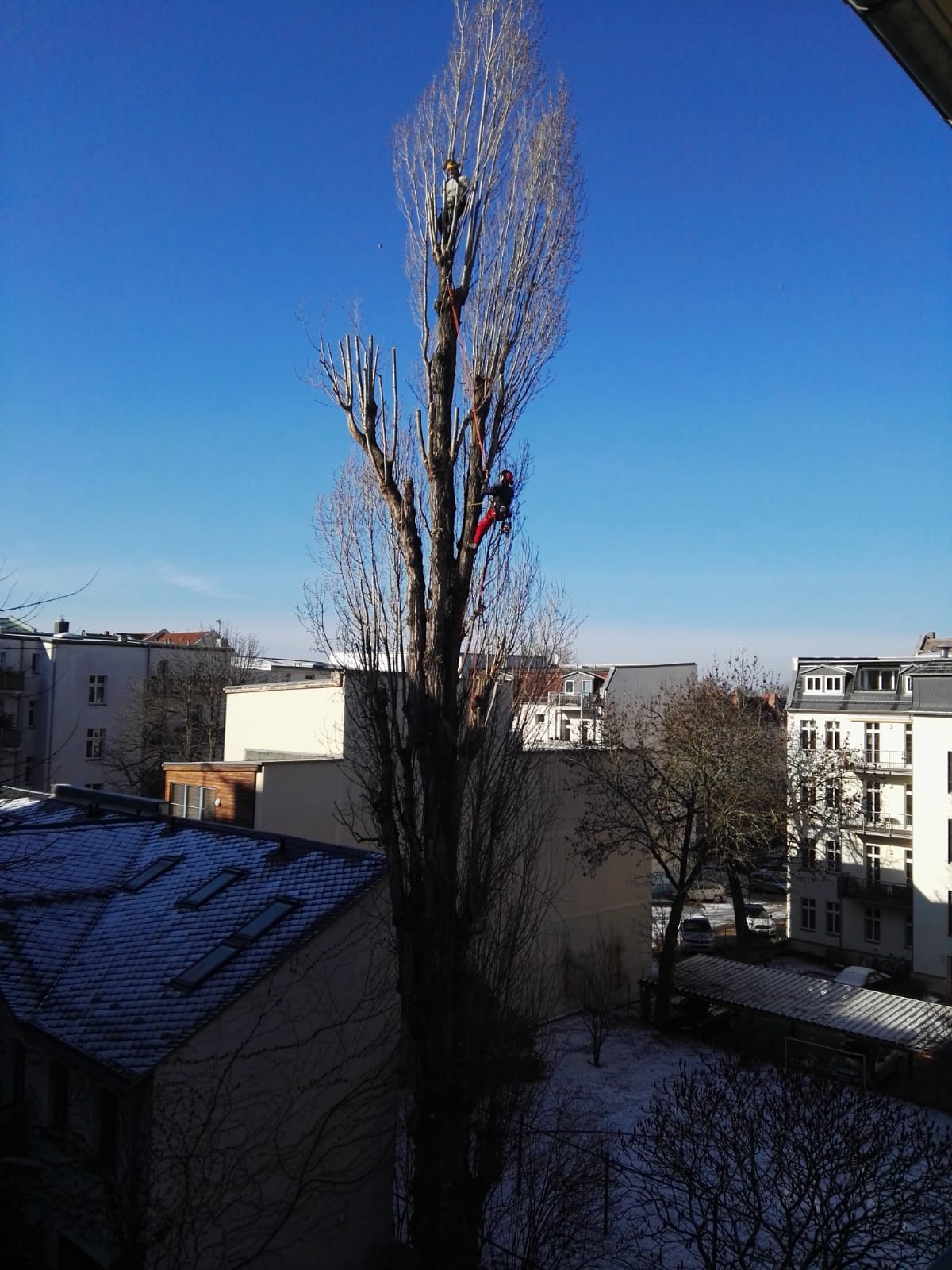 Einkürzen einer Pyramidenpappel