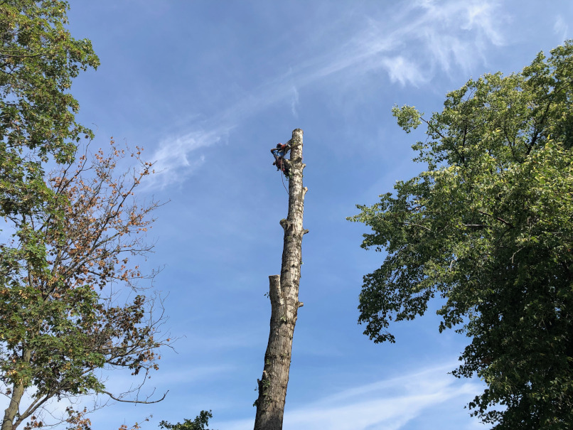 Pappelfällung in Leipzig/Probstheida