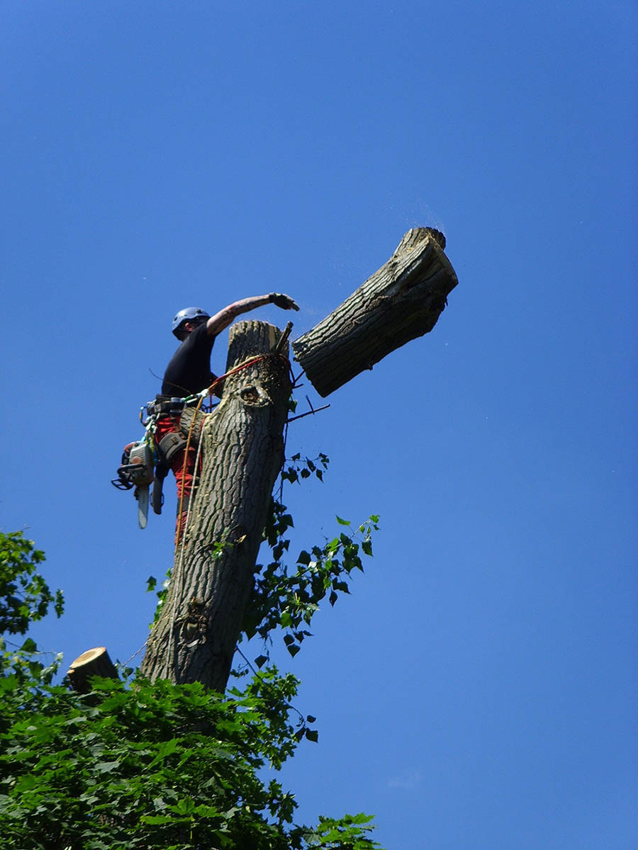 Baumfällung Ringbahn Berlin