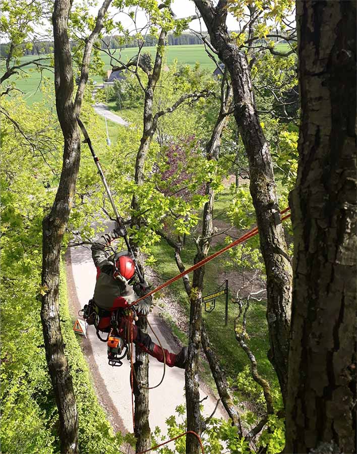 Verkehrssicherheit bei Bäumen
