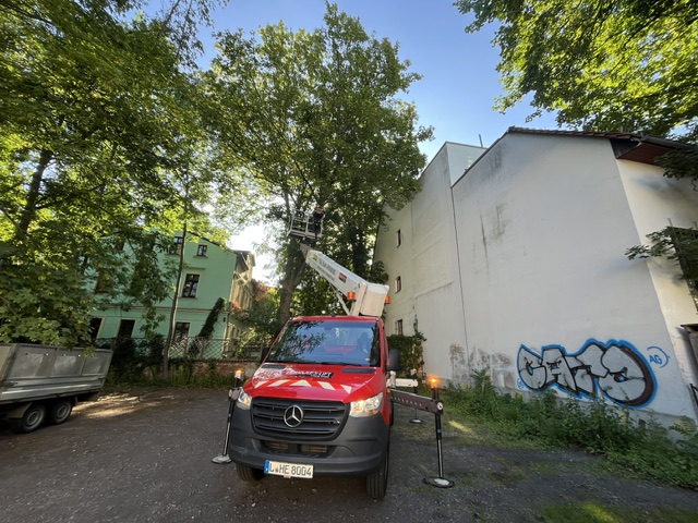 Verkehrssicherung eines Ahorns in Leipzig