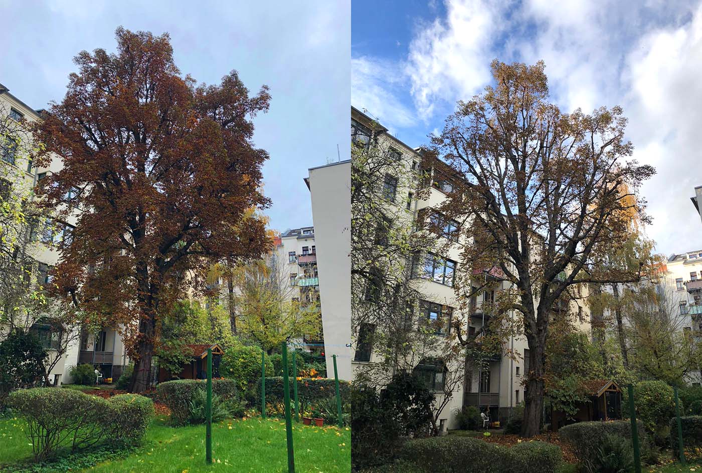 Kronenauslichtung einer Kastanie im Leipziger Waldstraßenviertel